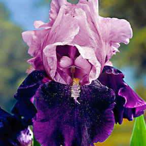 Schwertlilien Mischung 'Magic Melange' (x5) - Iris germanica - Willemse
