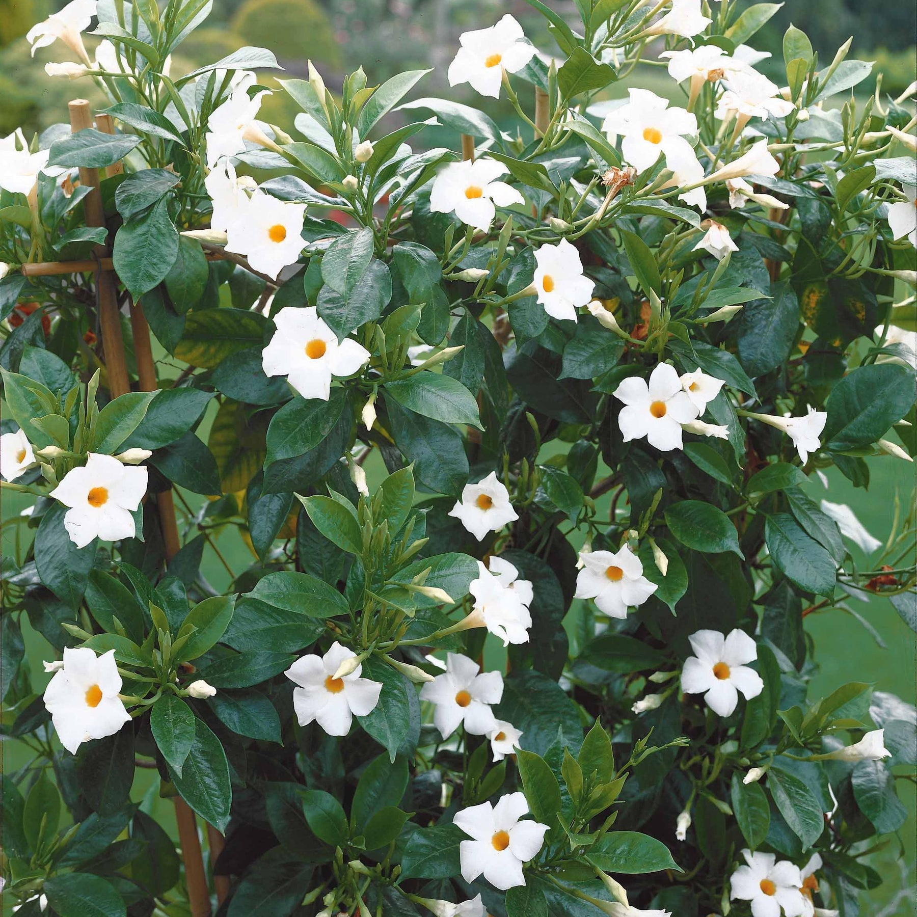 Dipladenie - Dipladenia