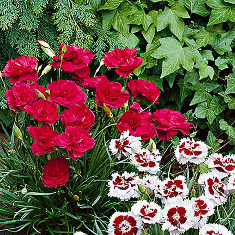 Duft-Nelke ‘David’ - Dianthus plumarius David - Willemse