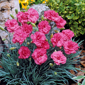 Feder-Nelke 'Fortuna' (x2) - Dianthus plumarius roseus - Beetpflanzen