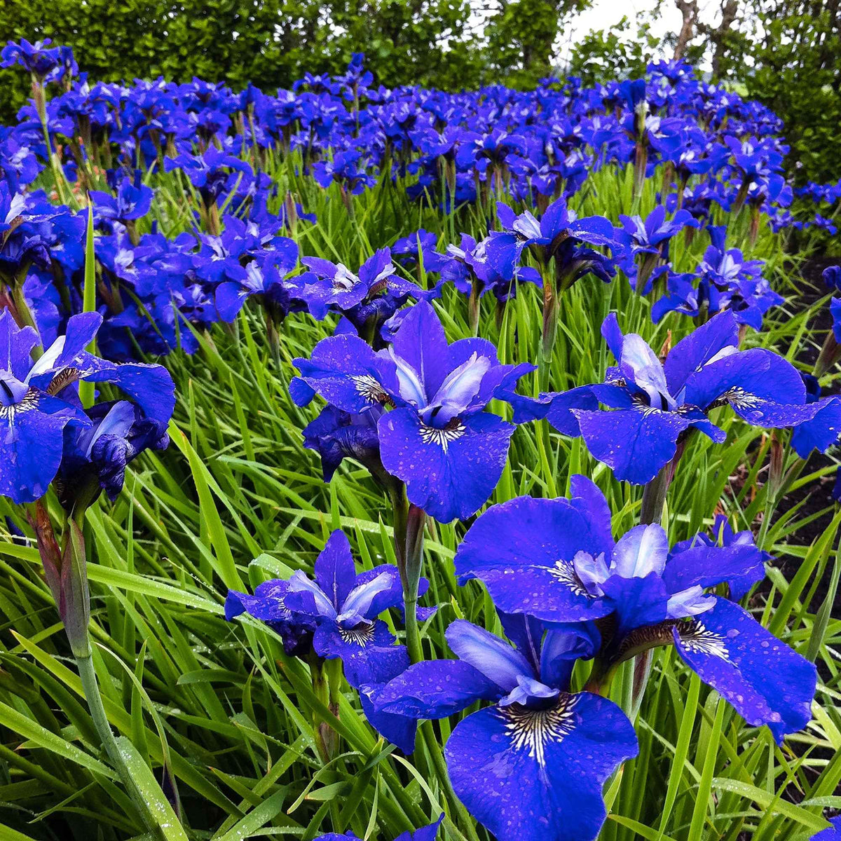 Sibirische Schwertlilie ‘Blue Bird’ (x3) - Willemse