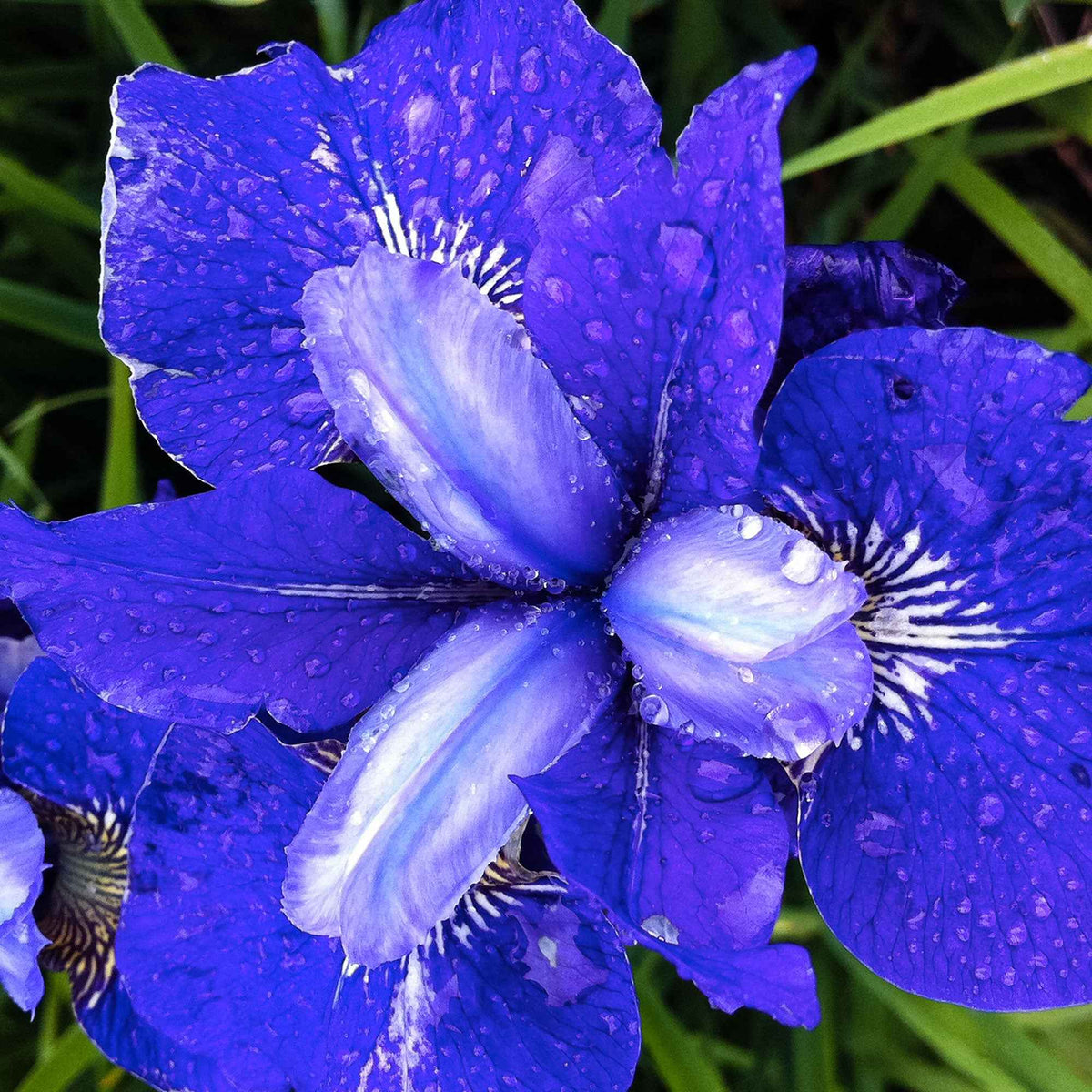 Sibirische Schwertlilie ‘Blue Bird’ (x3) - Iris sibirica blue bird - Willemse