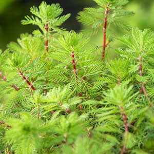 Tausendblatt 'Red Stem' - Willemse