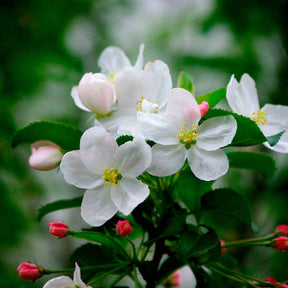 Apfelbaum auf Stamm, 3 Sorten in 1 - Malus domestica Jonagored, Golden Delicious, Elstar - Willemse