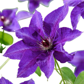 Waldrebe ‘The President’ - Clematis Président - Willemse