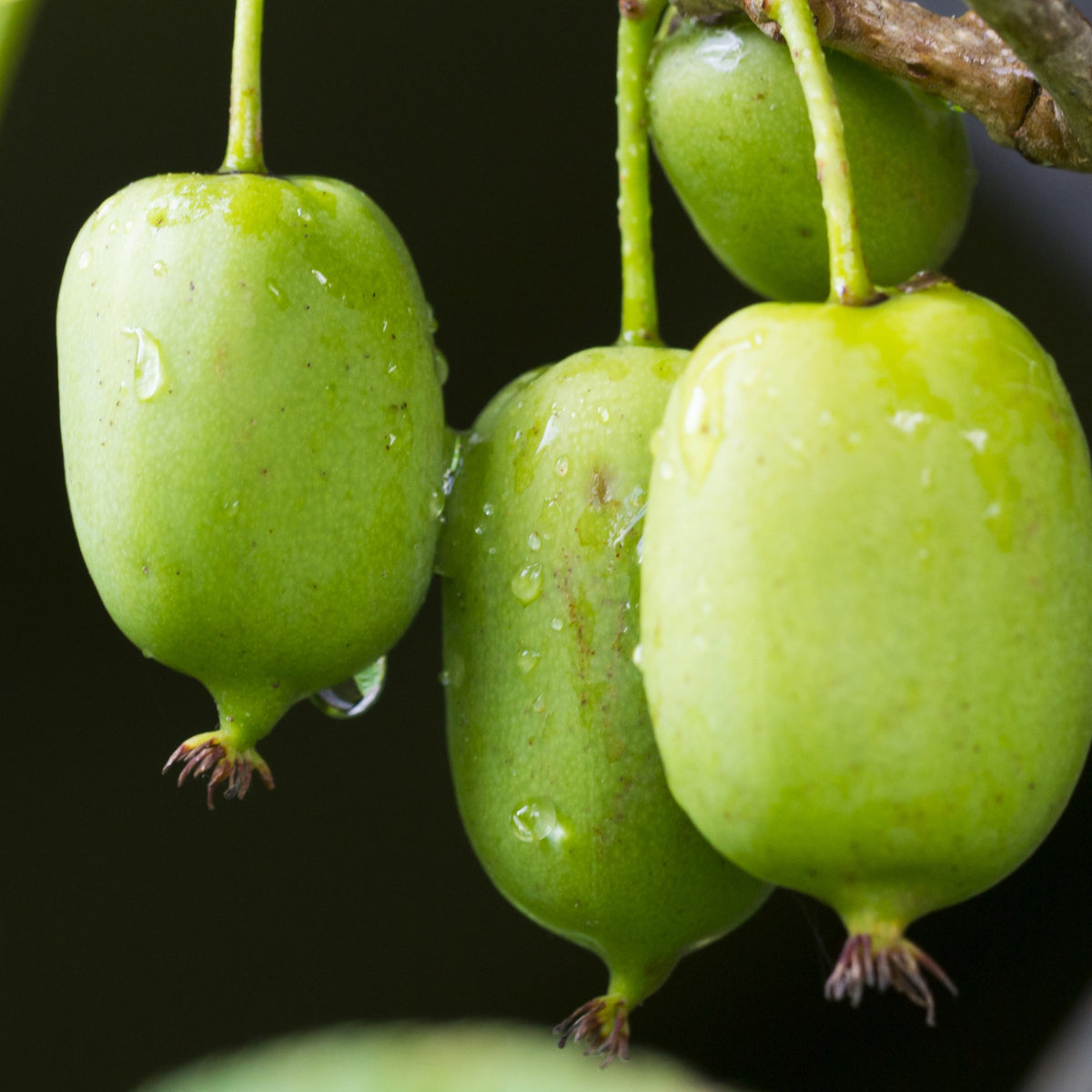 Mini-Kiwi 'Issai' - Actinidia arguta Issai - Willemse