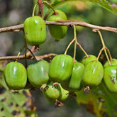 Mini-Kiwi 'Issai' - Willemse