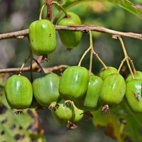 Mini-Kiwi 'Issai' - Willemse