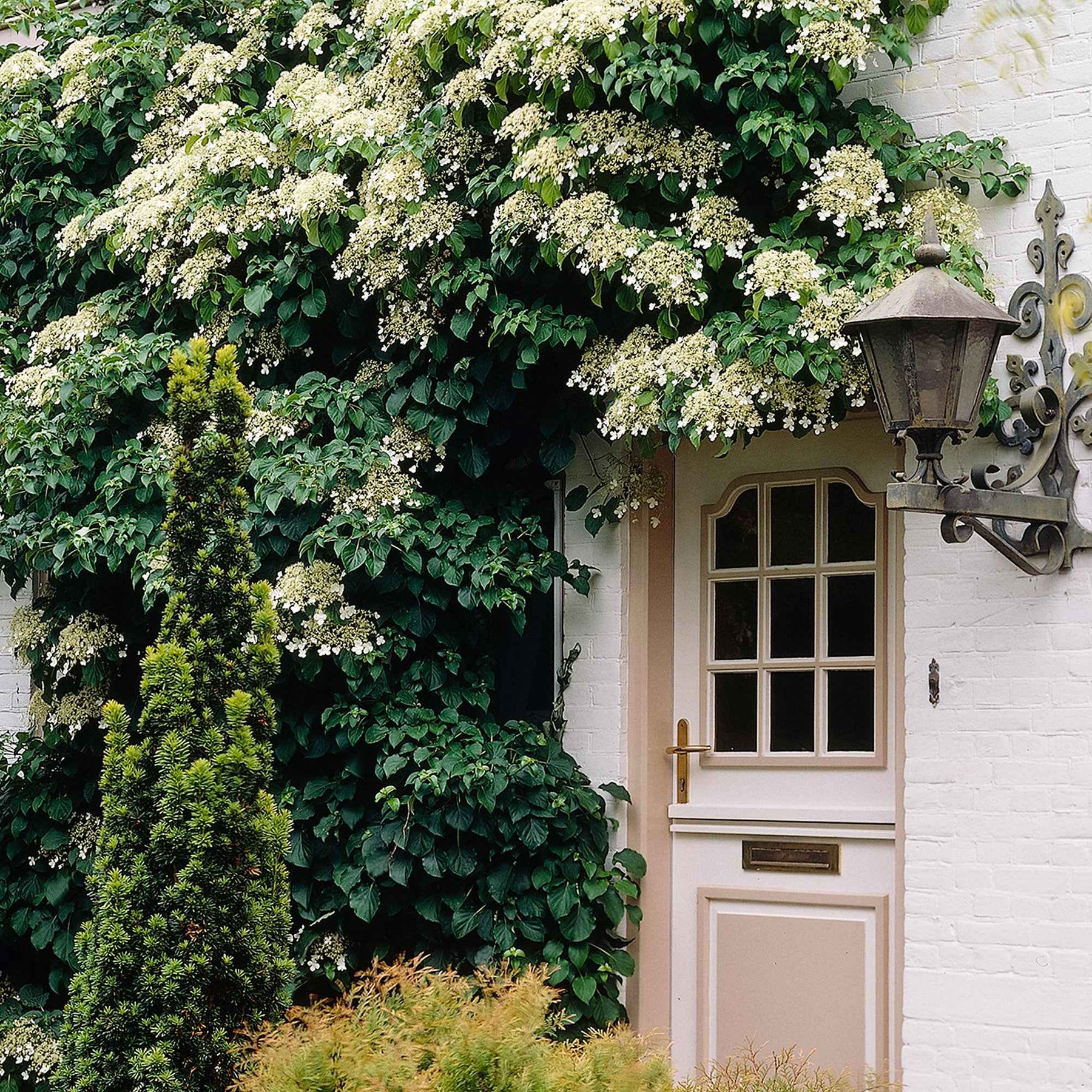 Kletterhortensie - Willemse