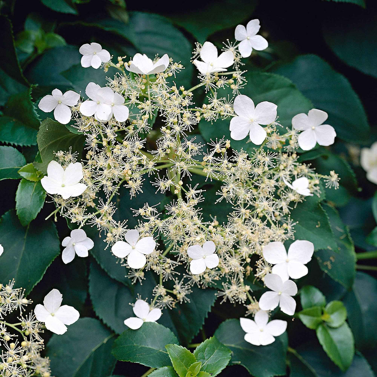 Hydrangea anomala petiolaris - Kletterhortensie - Kletterhortensie