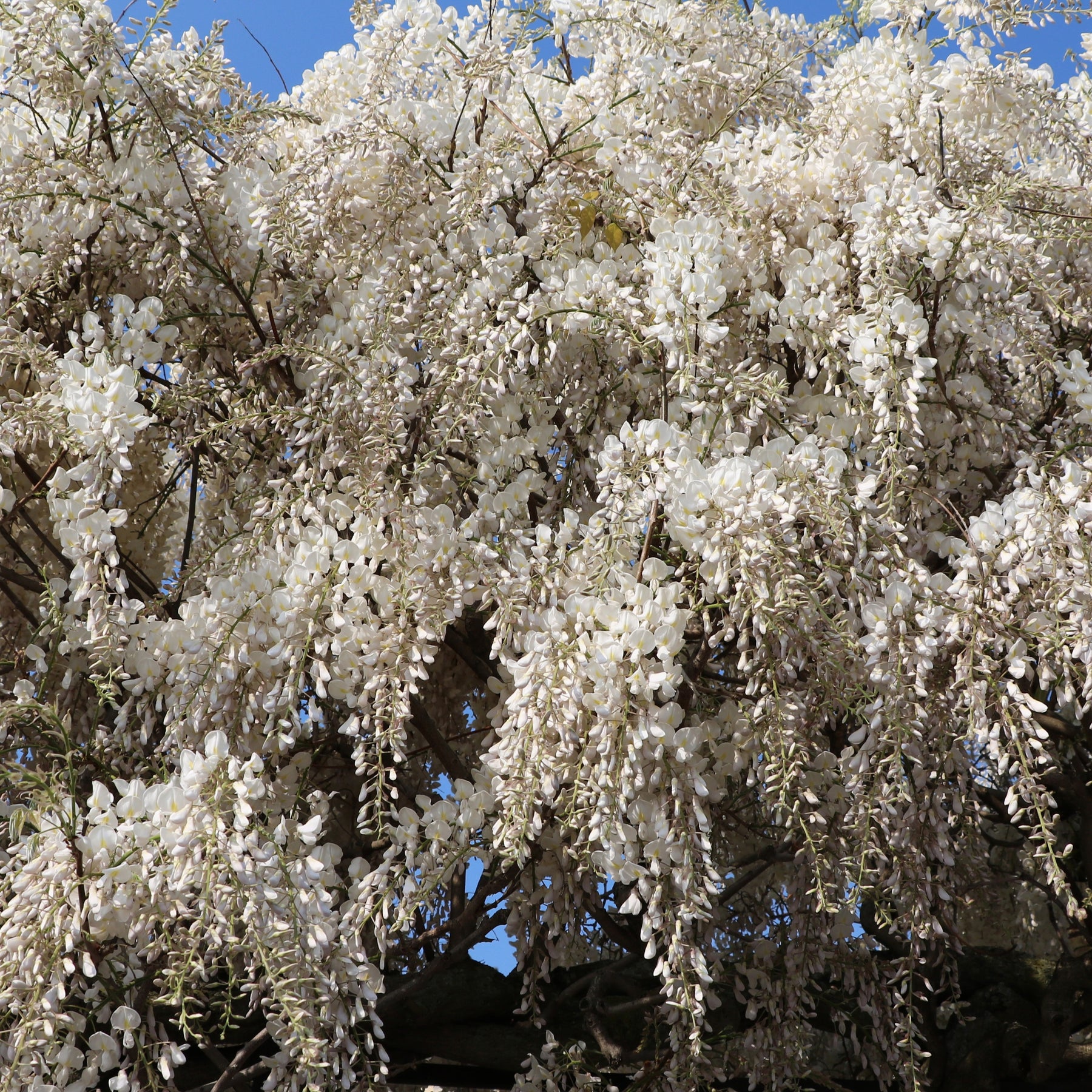 Wisteria sinensis alba - Weiße Glyzinie - Glyzinien
