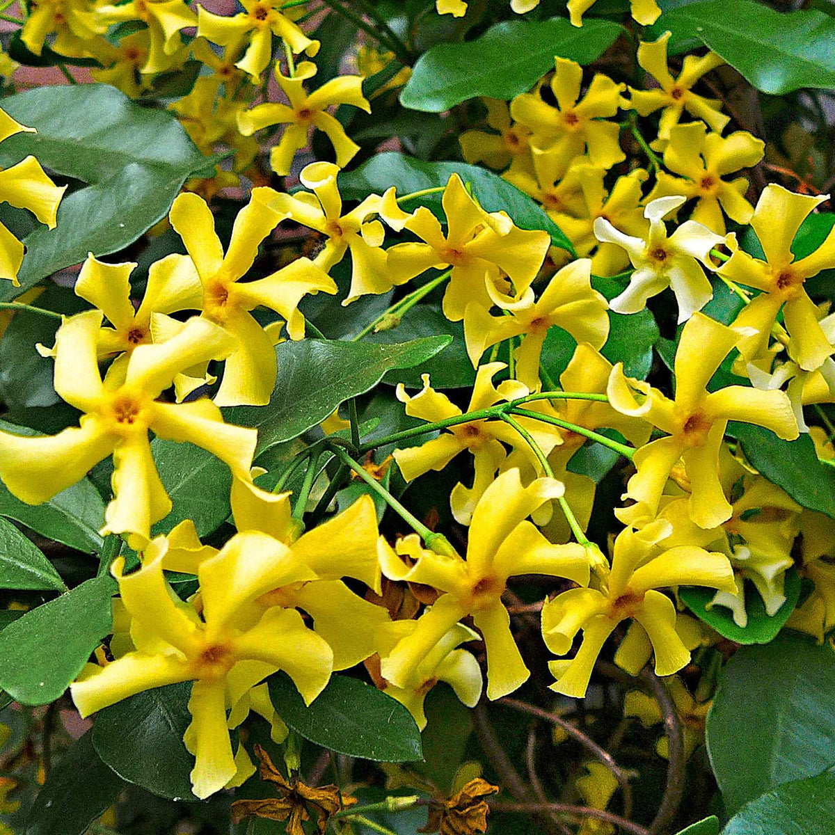 Sternjasmin 'Star of Toscane' - Trachelospermum jasminoides Star of Toscane - Willemse