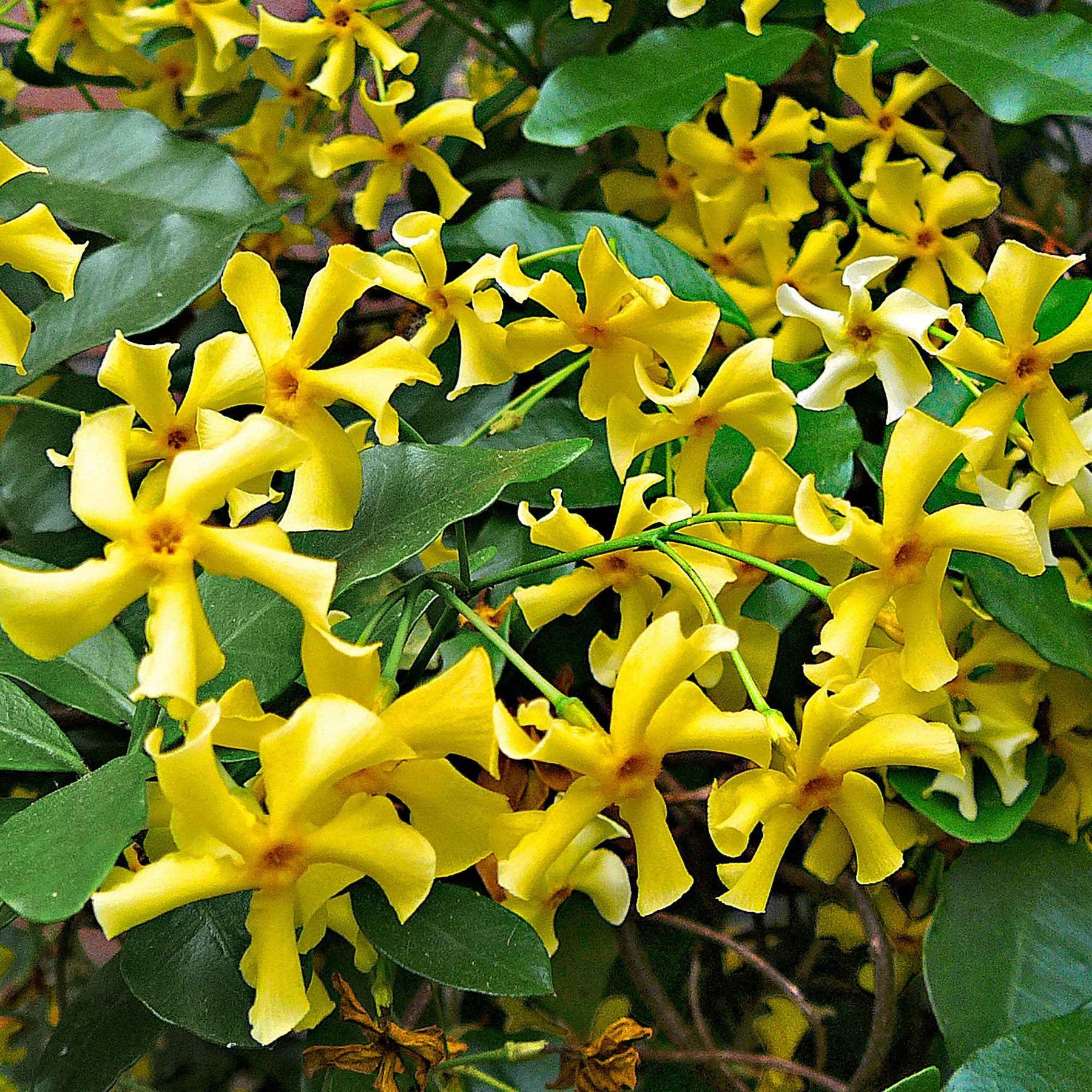 Sternjasmin 'Star of Toscane' - Trachelospermum jasminoides Star of Toscane - Willemse