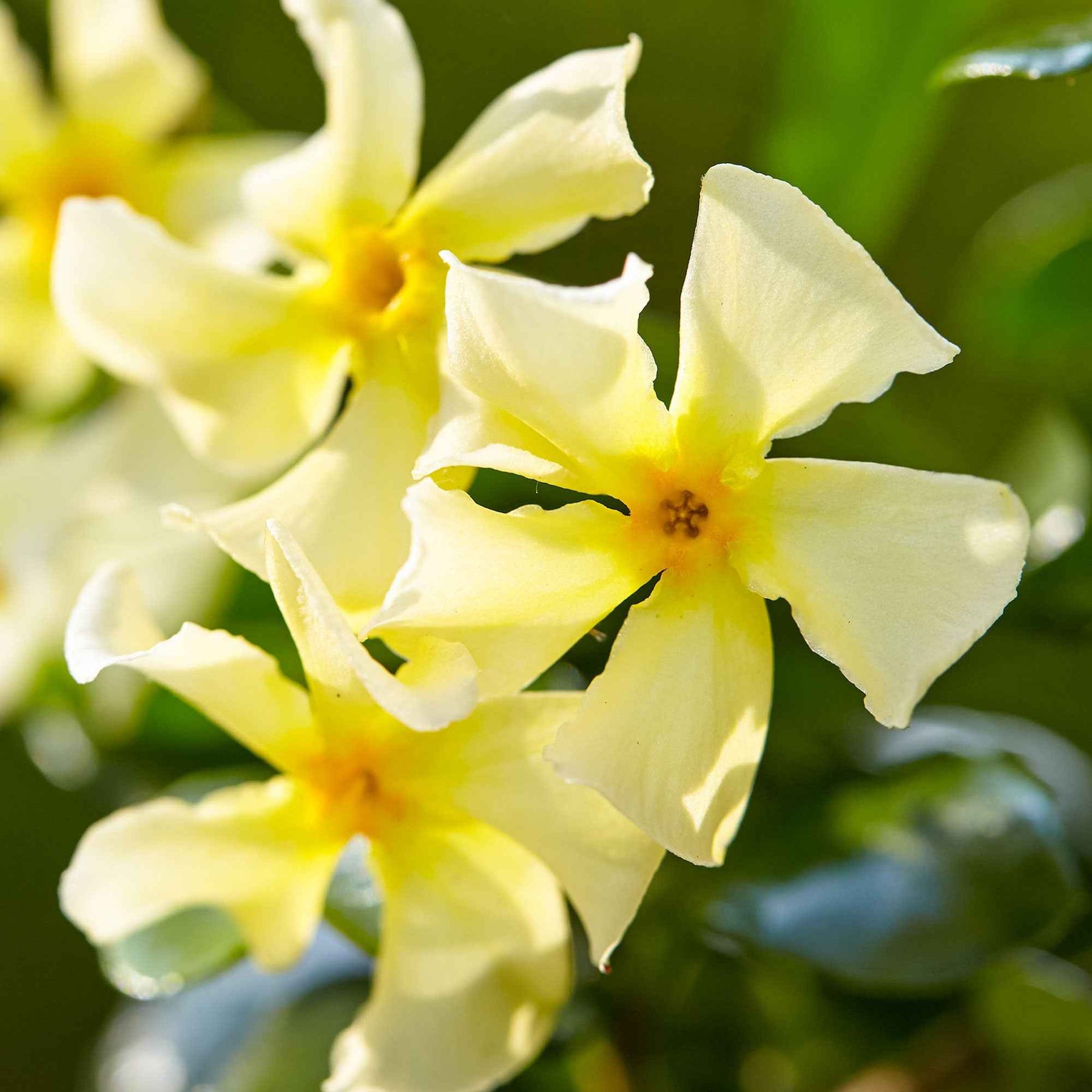 Sternjasmin 'Star of Toscane' - Willemse