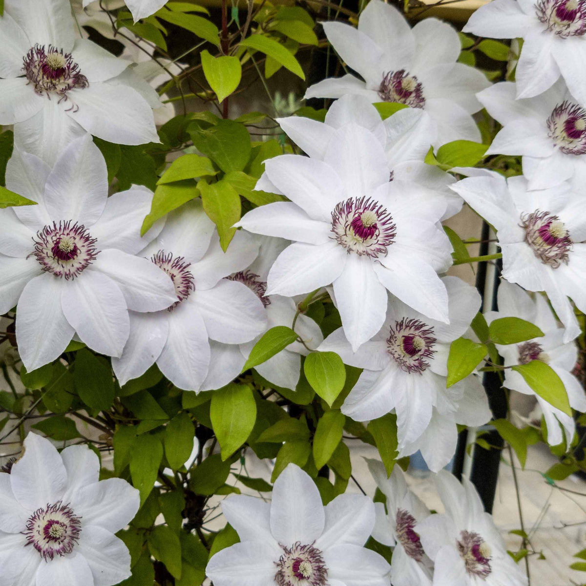 Clematis 'Miss Bateman' - Willemse