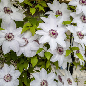 Clematis 'Miss Bateman' - Willemse