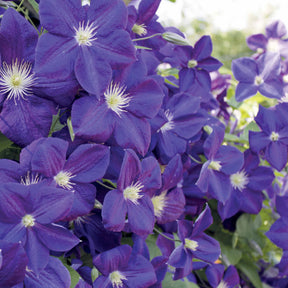 Waldrebe 'Jackmanii' - Clematis Jackmanii
