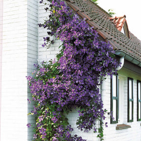 Waldrebe 'Jackmanii' - Clematis Jackmanii
