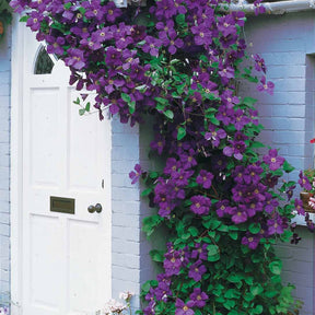 Waldrebe 'Jackmanii' - Clematis Jackmanii