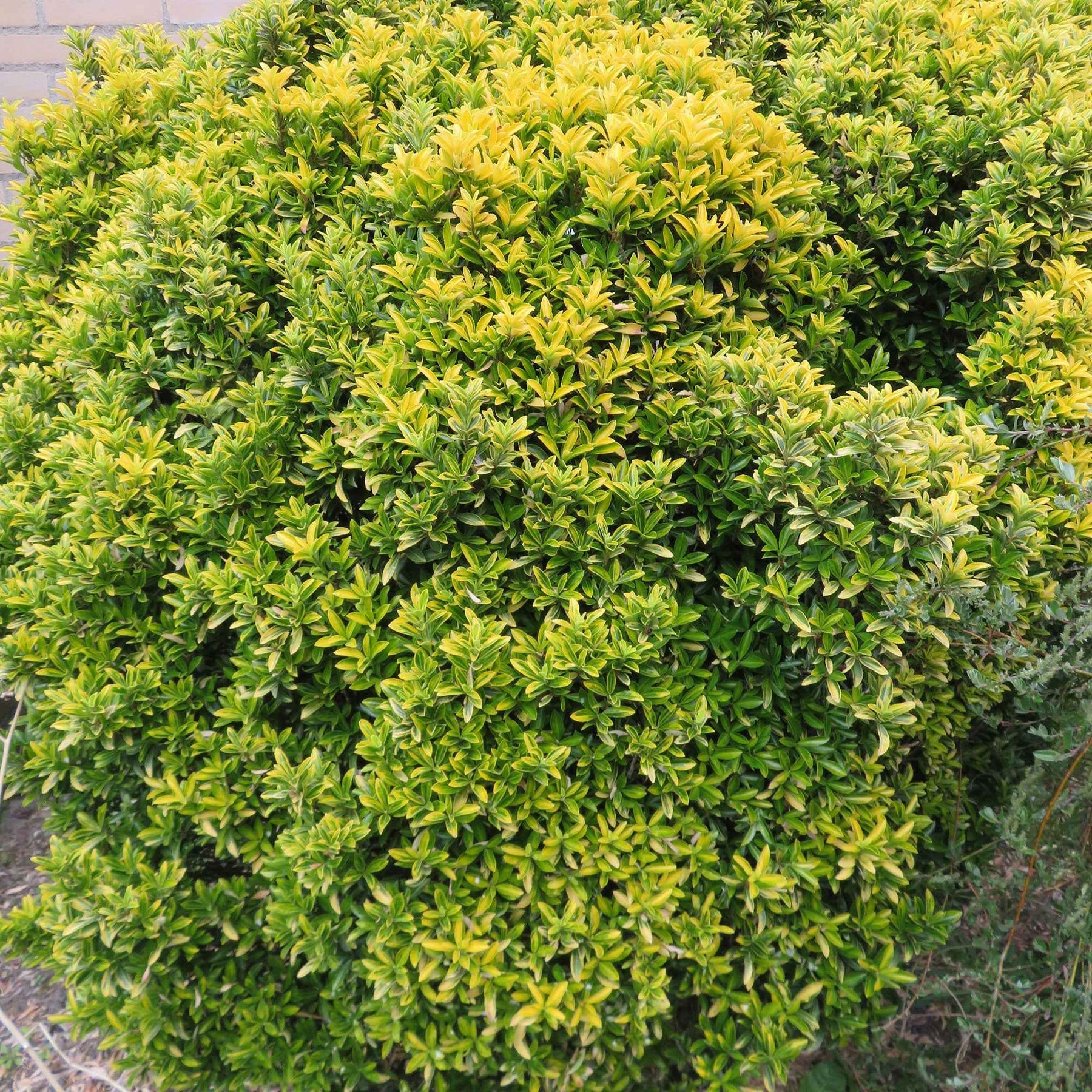 Japanischer Spindelstrauch 'Microphyllus Aureovariegatus' - Willemse