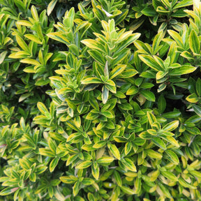 Euonymus japonicus microphyllus Aureovariegatus - Japanischer Spindelstrauch 'Microphyllus Aureovariegatus' - Blühende Sträucher