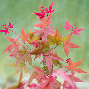 Fächerahorn 'Beni-maiko' - Acer palmatum Beni Maiko - Willemse