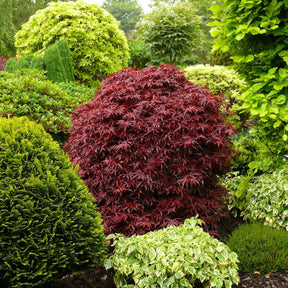 Japanischer Ahorn - Japanischer Ahorn 'Shaina' - Acer palmatum Shaina