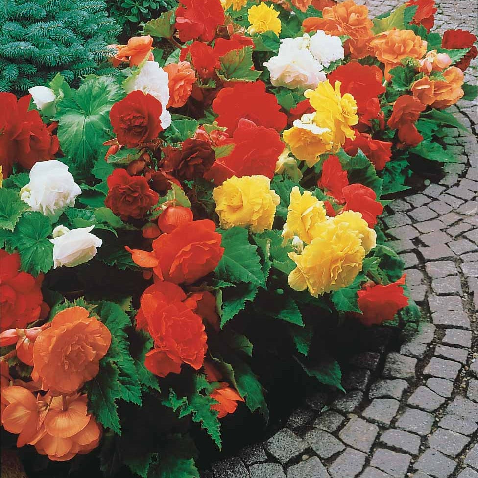 Begonien 'Double Colors' (x24) - Begonia tuberhybrida - Begonien