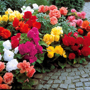 Begonien 'Double Colors' (x24) - Begonia tuberhybrida