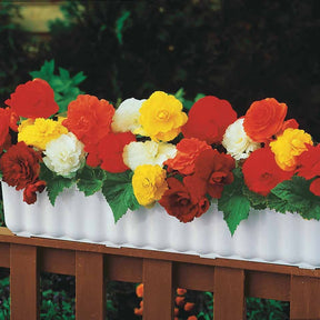 Begonien 'Double Colors' (x24) - Begonia tuberhybrida