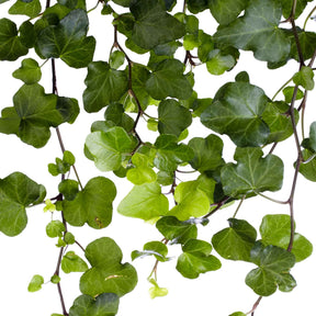 Efeu 'Wonder' - Hedera helix wonder - Willemse