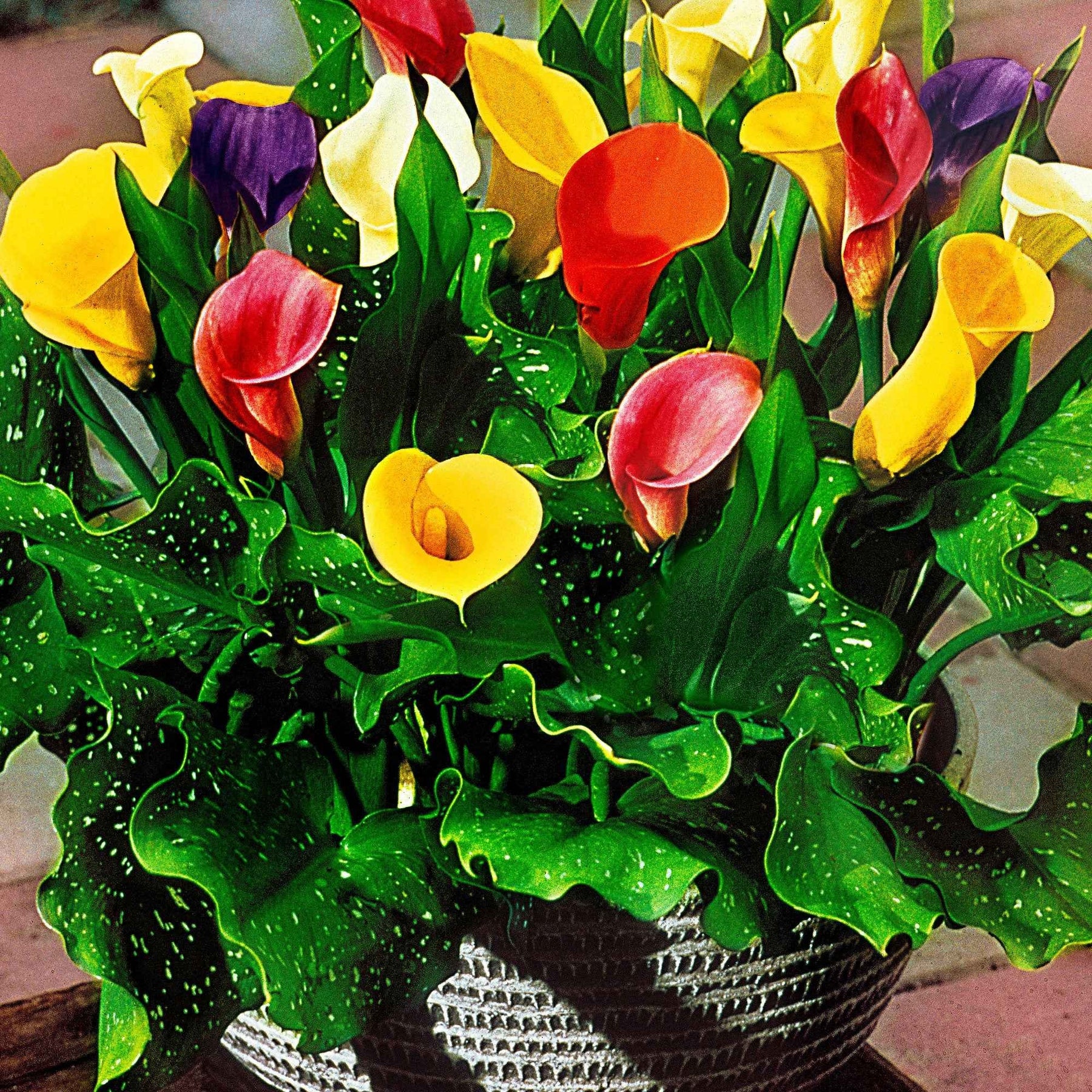 Calla Mischung (gelb-rot-rosa) (x3) - Zantedeschia 'summer time' - Willemse