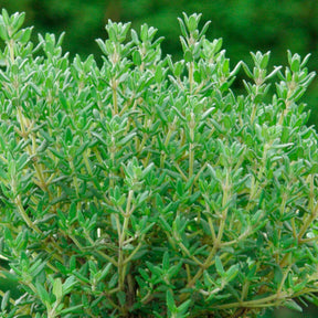 Gedrungener Thymian 'Compactus' - Willemse