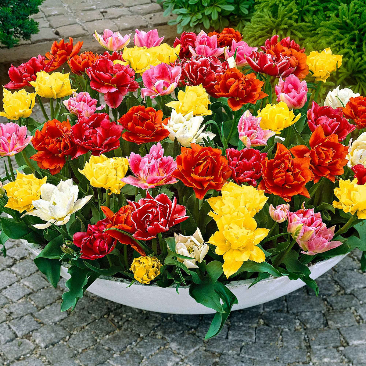 Gefüllte Tulpen 'Murillo' (x20) - Willemse