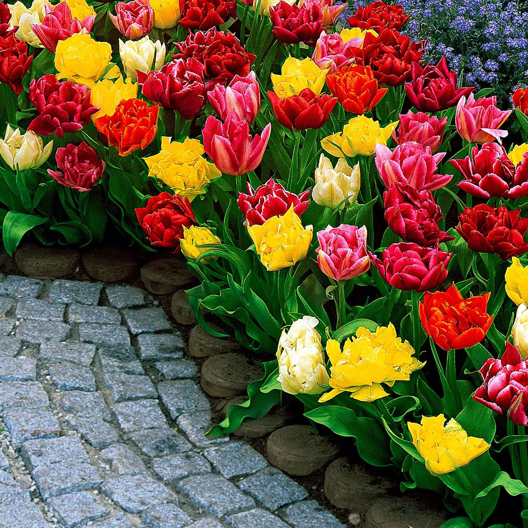 Gefüllte Tulpen 'Murillo' (x20) - Tulipa murillo - Willemse