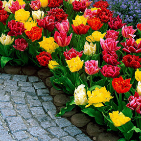 Gefüllte Tulpen 'Murillo' (x20) - Tulipa murillo - Willemse