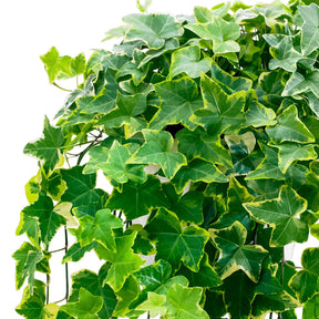 Efeu ‘Goldchild’ Hängepflanze - Hedera helix 'Goldchild' - Willemse