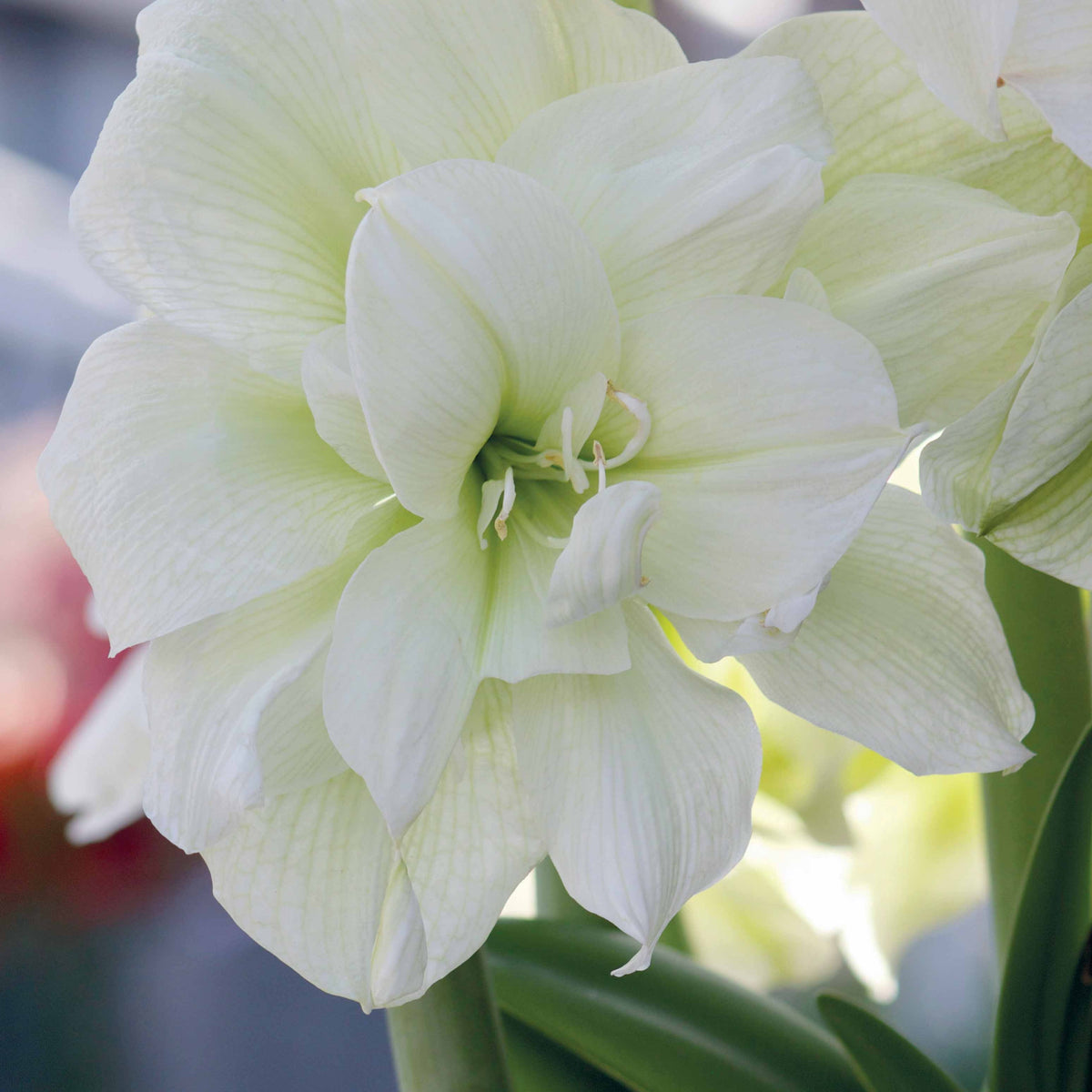 Amaryllis 'Arctic Nymph' - Amaryllis white nymph - Amaryllis