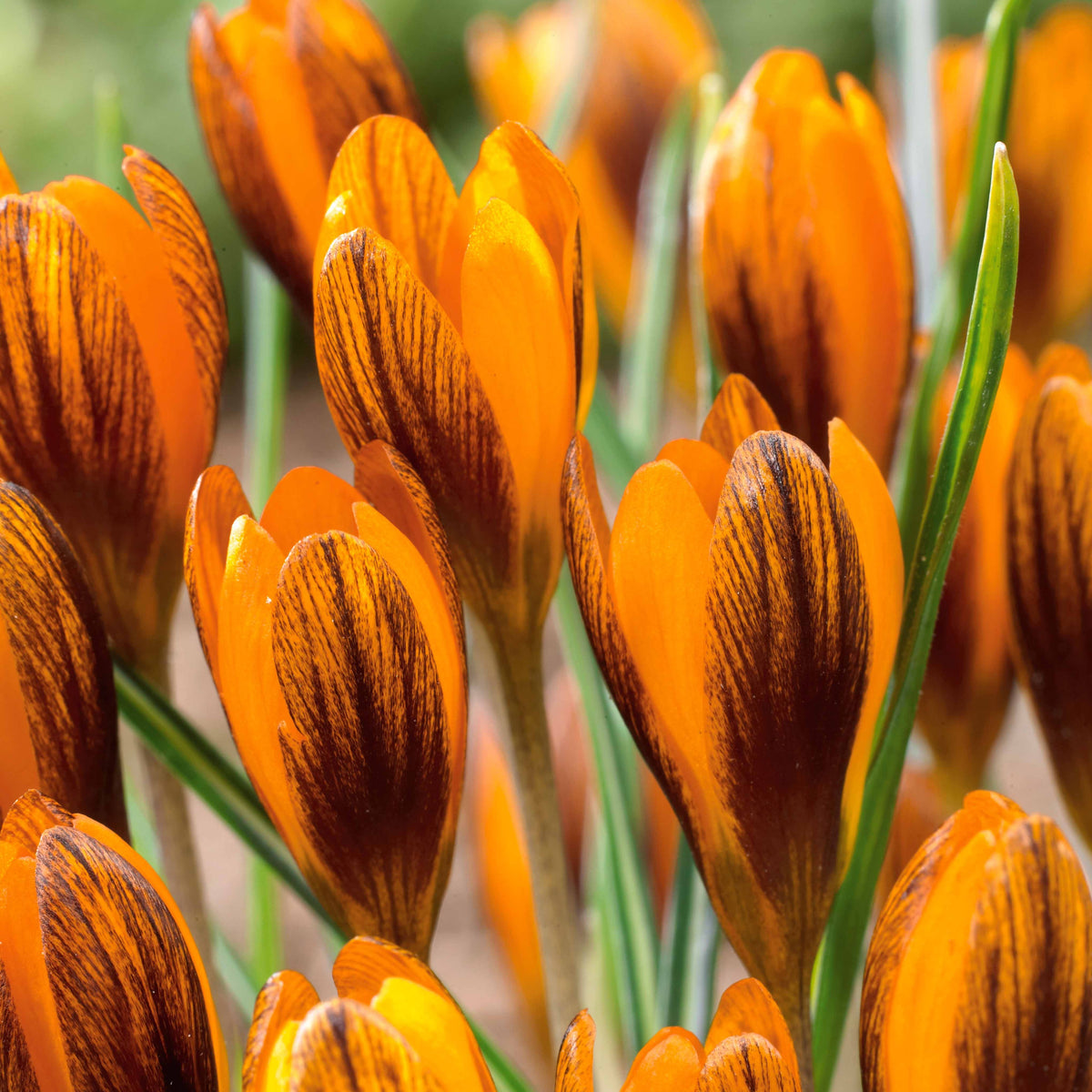 Krokus 'Orange Monarch' (x15) - Crocus chrysanthus orange monarch - Krokusse
