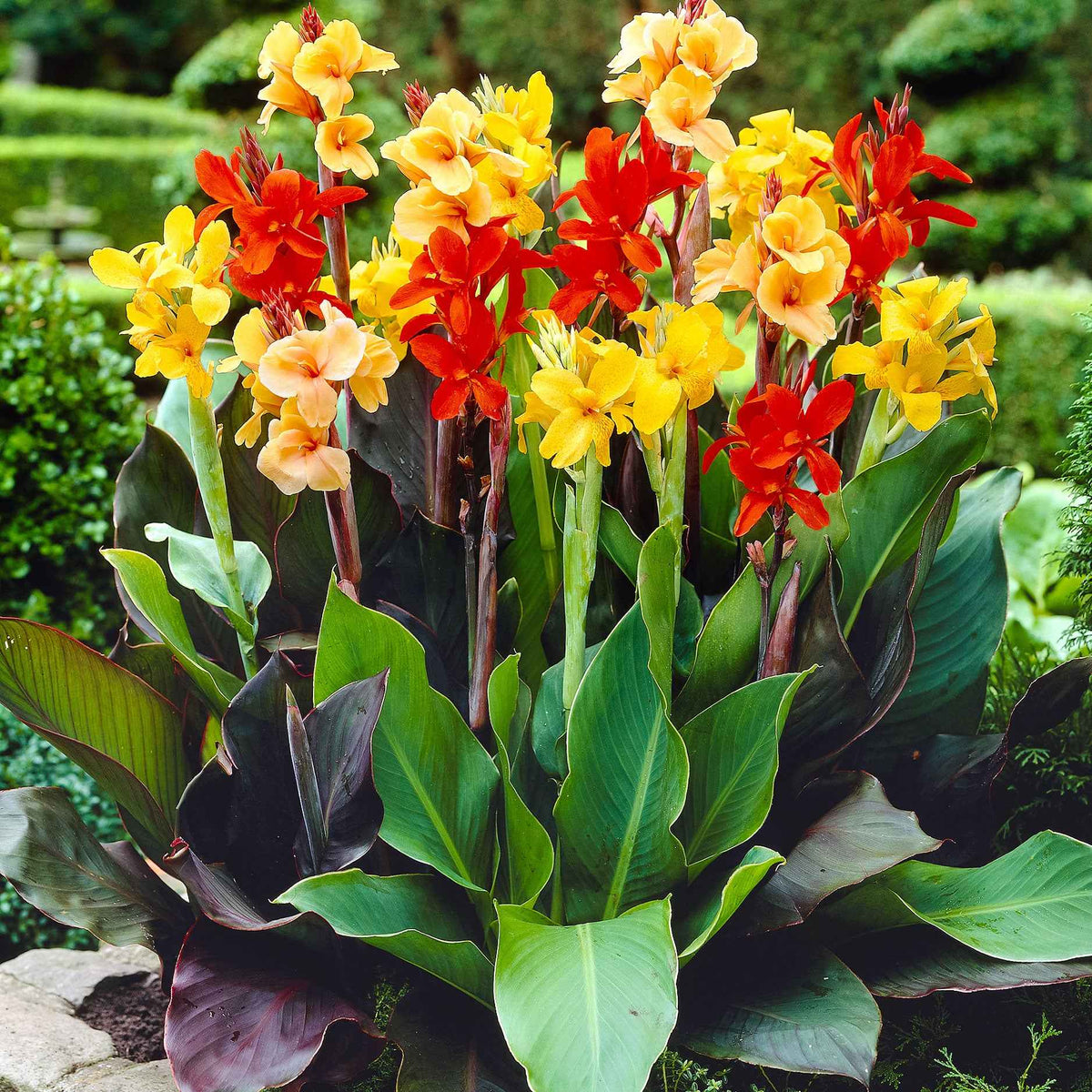 Blumenrohr Mischung (x4) - Willemse