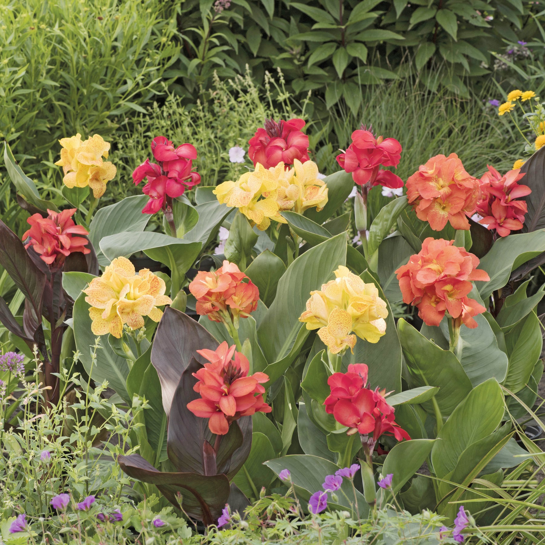 Blumenrohr Mischung (x4) - Canna happy (emily, carmen, wilma, cleo) - Willemse