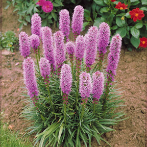 Prachtscharte (x25) - Liatris spicata - Willemse