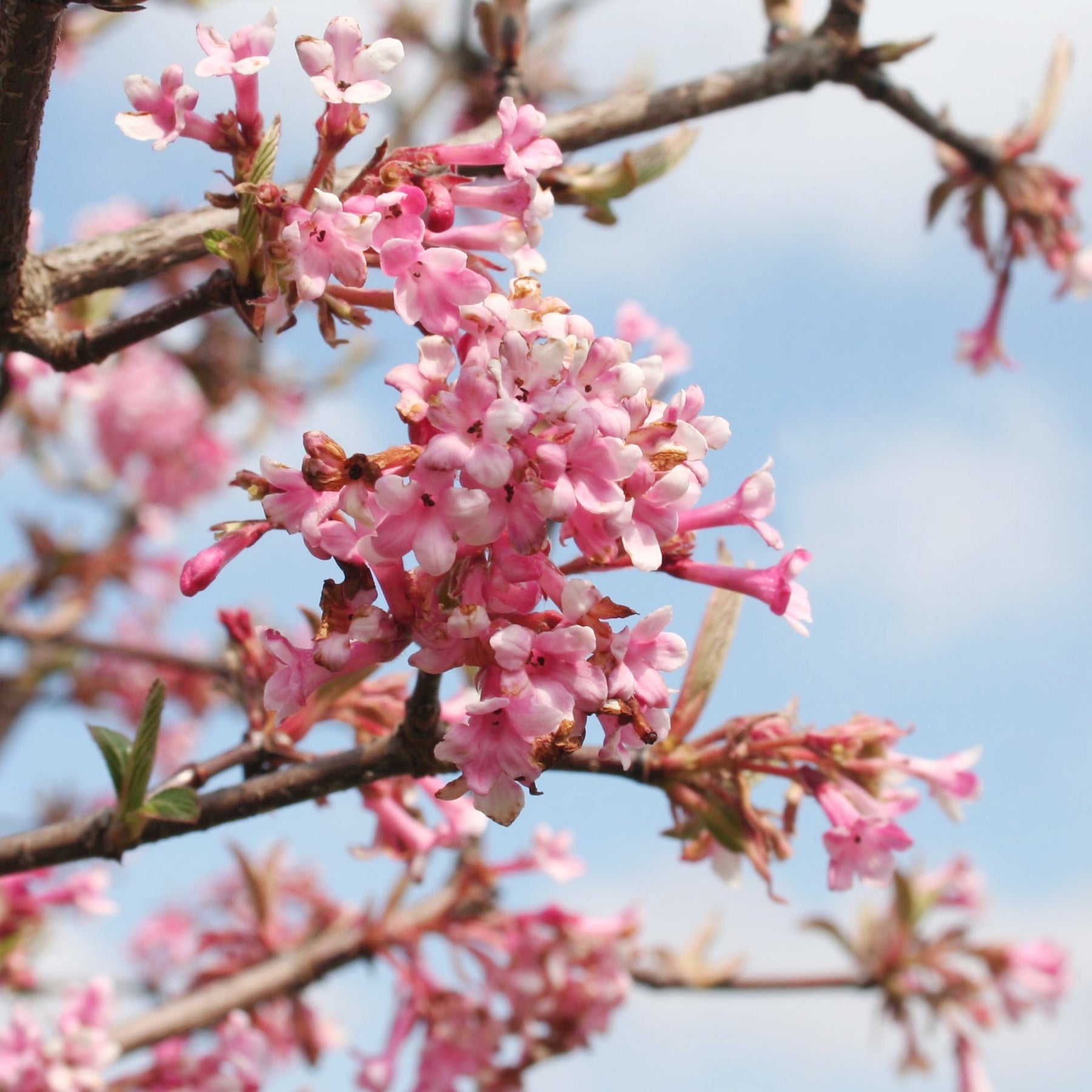 Winterschneeball 'Dawn' - Viburnum bodnantense Dawn - Willemse