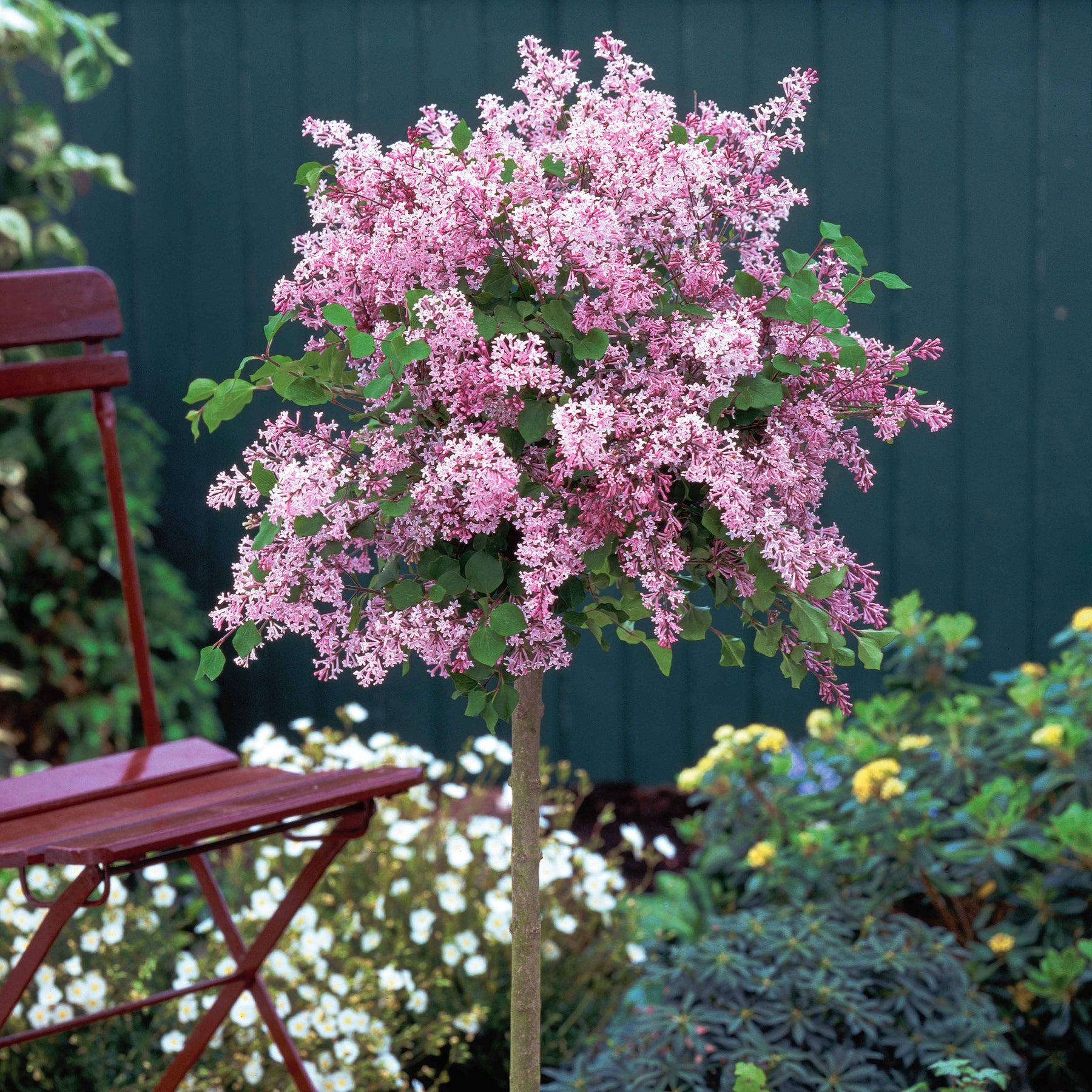 Zwergflieder 'Palibin'™ - Syringa meyeri  palibin - Ziersträucher