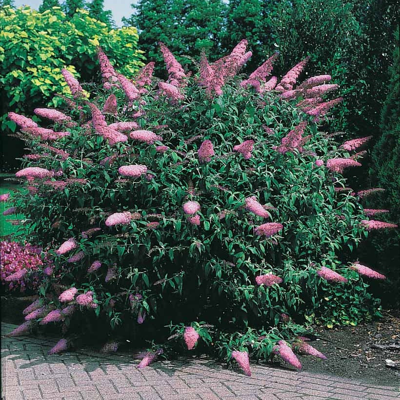 Schmetterlingsflieder 'Pink Delight' - Buddleja davidii pink delight - Schmetterlingsbäume -Buddleja