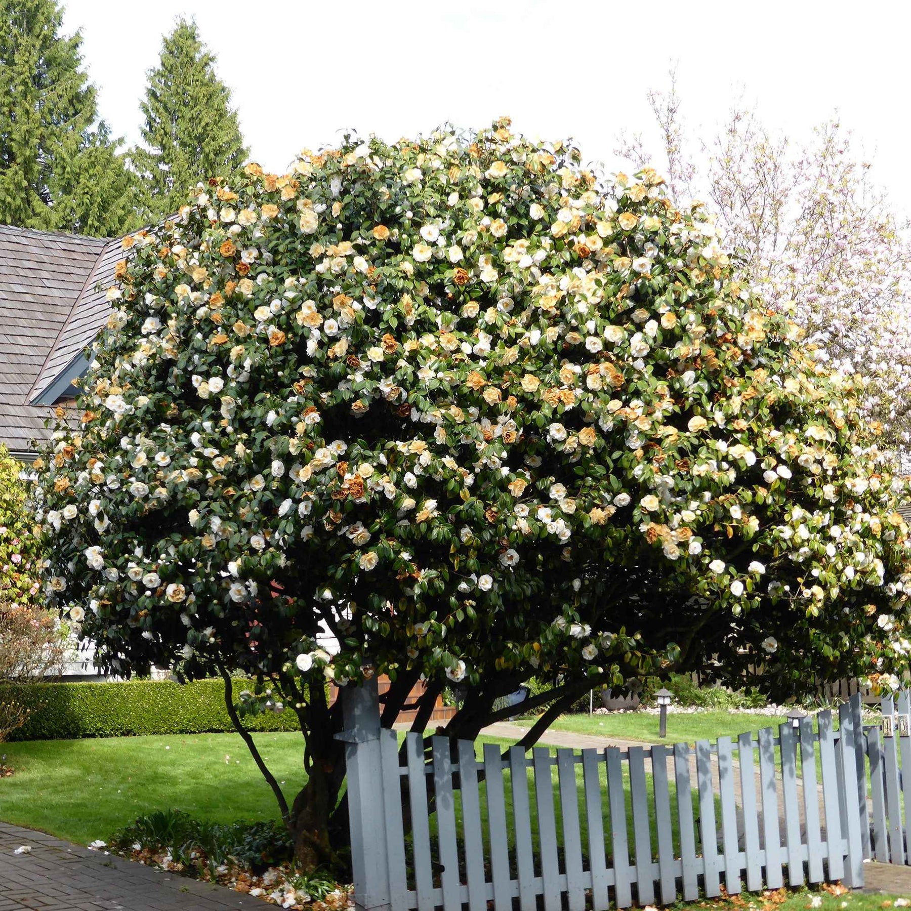 Kamelie Camellia 'Brushfields Yellow' weiβ-gelb - Winterhart - Camellia japonica Brushfields Yellow - Willemse