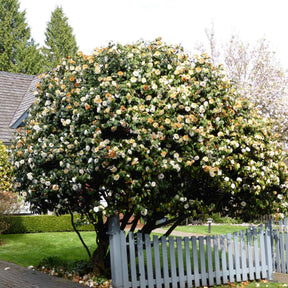 Kamelie Camellia 'Brushfields Yellow' weiβ-gelb - Winterhart - Camellia japonica Brushfields Yellow - Willemse
