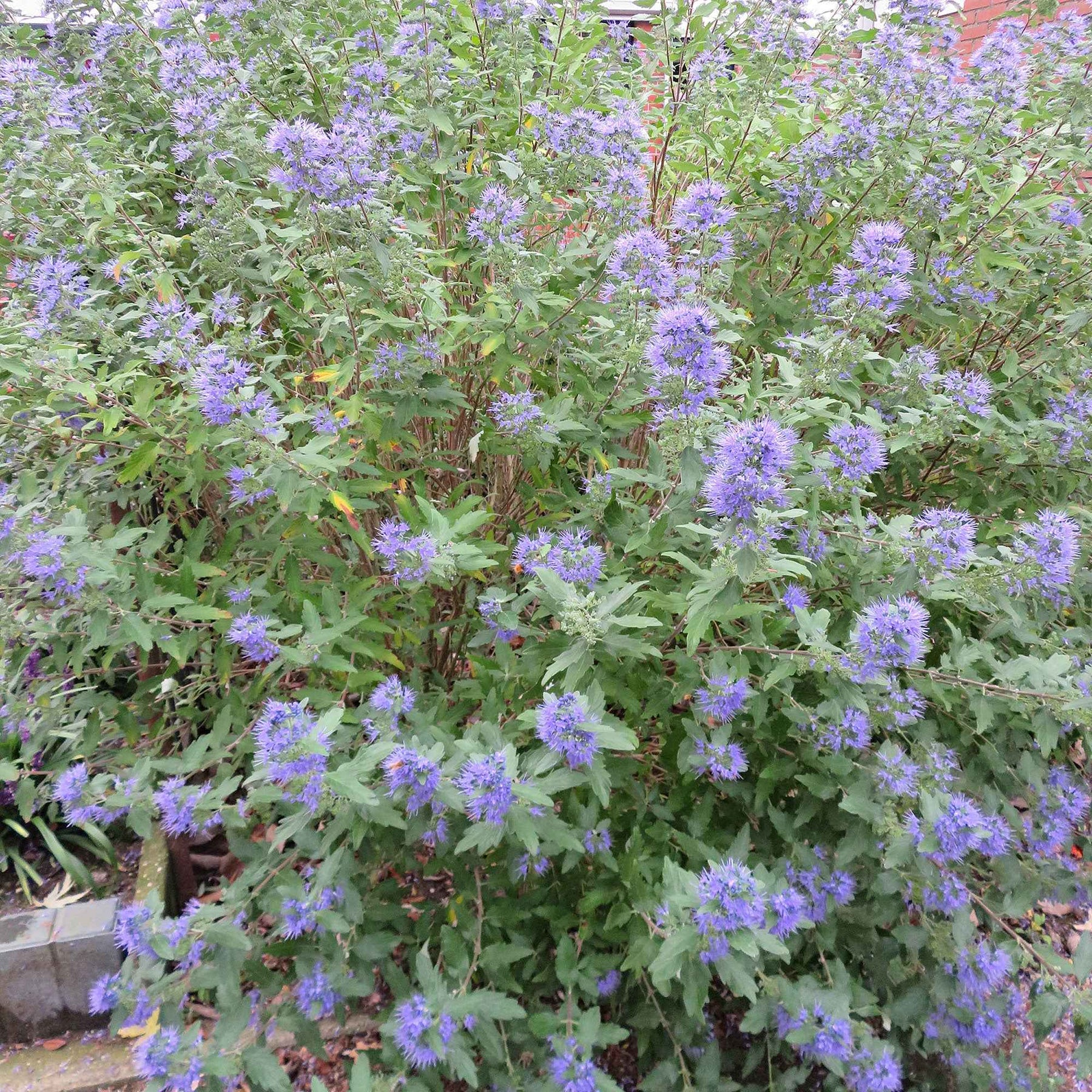 Bartblume 'Heavenly Blue' - Willemse