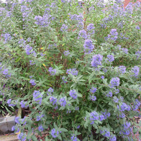 Bartblume 'Heavenly Blue' - Willemse