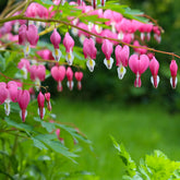 Verkauf Tränendes Herz - Dicentra spectabilis
